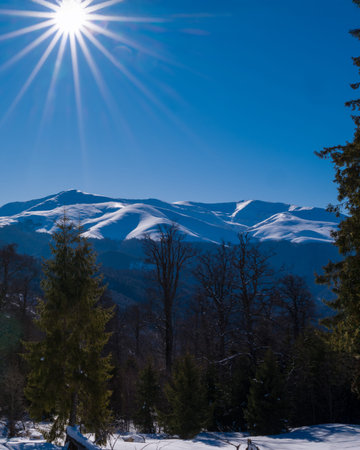 Sunny winter mountain landscape with snow-covered peaks, evergreen forest and clear blue sky, showcasing pristine alpine nature, cold season scenery and peaceful wilderness environmentの写真素材