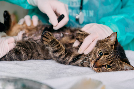 Cat Under Veterinary Care: Vet Exam and Treatment by Medical Team in Clinic