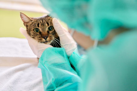 Curious Cat During Veterinary Exam With Gloved Hands And Teal Gown In Clinic