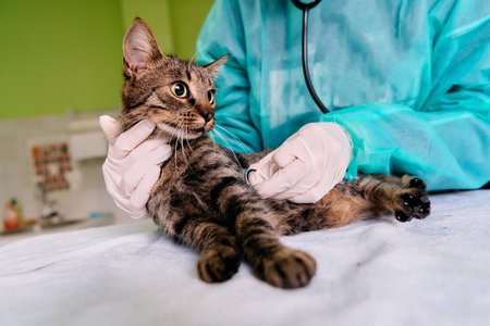 Cat Veterinary Checkup: Vet In Protective Gear Checks Health With Stethoscope During Pet Clinic Visitの写真素材
