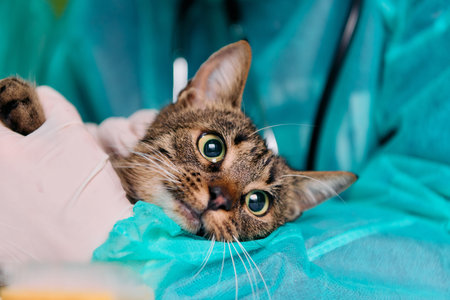 Cat Patient at Veterinary Clinic Lying Calm on Teal Surgical Drapes with Veterinarianの写真素材