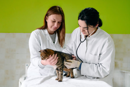 Two Veterinarians Examine a Cat in a Bright Clinic With Gentle Care and Teamworkの写真素材