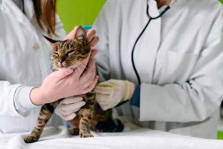 Vet Team Examining Cat Patient During Routine Checkup In Clinic With Stethoscope