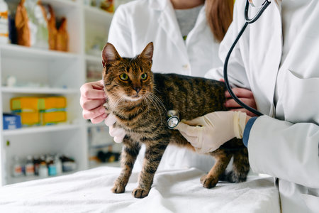 Veterinary Checkup Of Cat By Veterinarian Using Stethoscope In Modern Clinic