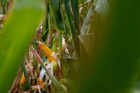 Golden corn ears peek through lush green stalks in a dense cornfield at harvest timeの写真素材