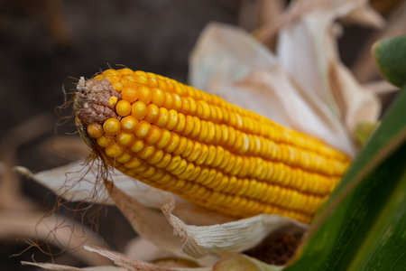 Golden corn on the cob with husk partially peeled in a sunlit farm field settingの写真素材