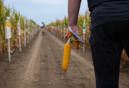A person in a corn field holds ears of corn and a notebook, walking down a row of cropsの写真素材