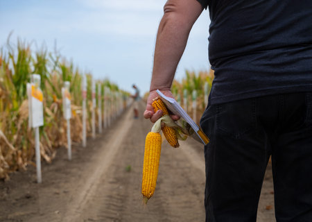 Person holds corn ears and notebook in a farm field along a dirt pathの写真素材