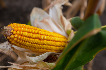 Golden corn on the cob in husk, close-up portrait of harvest freshness for culinary and agriculture themesの写真素材