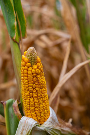 Close-up of ripe yellow corn on the ear in a sunlit cornfield ready for harvestの写真素材