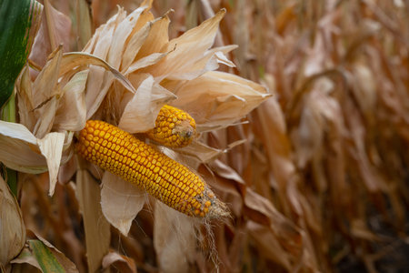 Golden corn ears on a sunlit stalk in a vast field, representing harvest and farmland