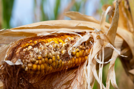 Close-up of a corn ear in dried husk with silk in a sunlit field, agricultural crop detailの写真素材