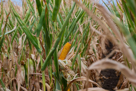 Close-up view of ripe corn ears in a dense field under a sunny skyの写真素材