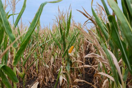 Corn field during harvest with green stalks and ripe ears visible among dried leavesの写真素材