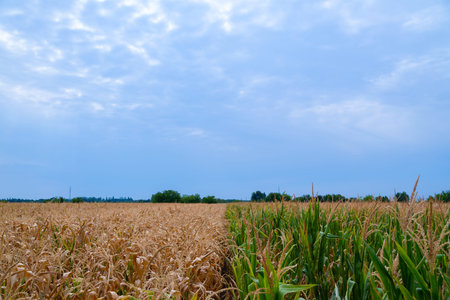 Golden corn field under a wide blue sky, a peaceful rural farmland landscape at harvest timeの写真素材