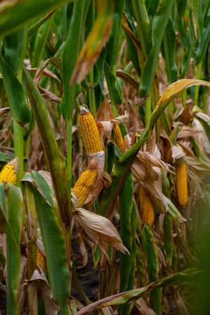 Golden corn ears emerge among green stalks in a sunlit field, a classic harvest scene