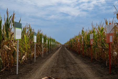 Long dirt road through a cornfield lined with signposts creating a symmetrical agricultural sceneの写真素材