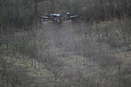 Agricultural drone spraying crop protection mist over pruned orchard trees for precision farming