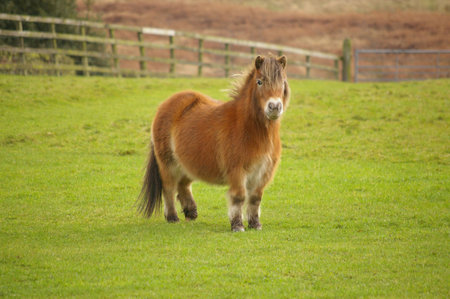 An English Pony in a green field on a moor land.の写真素材