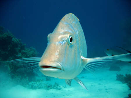 A close up of a fish whilst scuba diving the tropical great barrier reef.の写真素材
