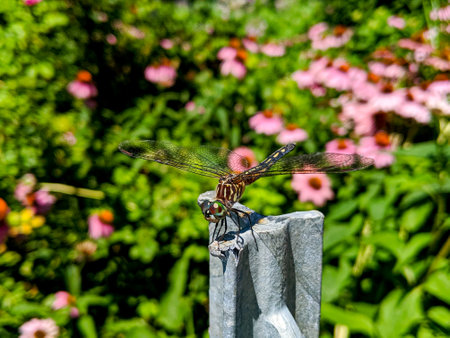 Macro closeup of Blue Dasher male dragonfly, Pachydiplax longipennis, on tree branchの写真素材