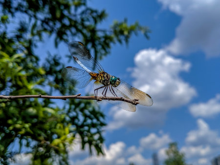 Macro closeup of Blue Dasher male dragonfly, Pachydiplax longipennis on tree branchの写真素材