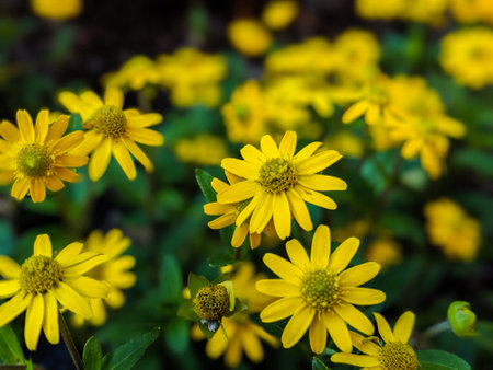 Closeup portrait of yellow flowers in gardenの写真素材