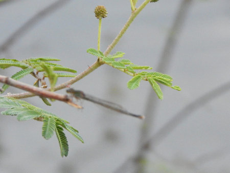 Damselfly