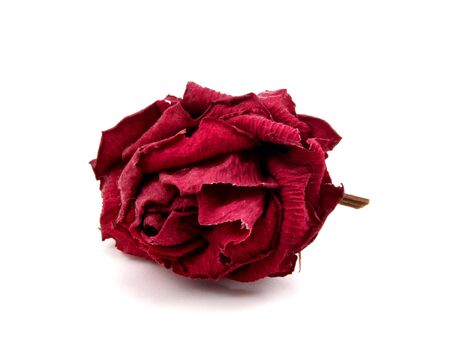 Roseの写真素材