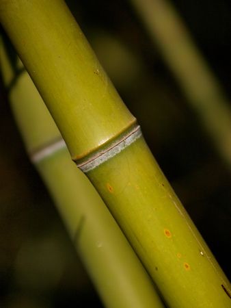 Bamboo close upの写真素材