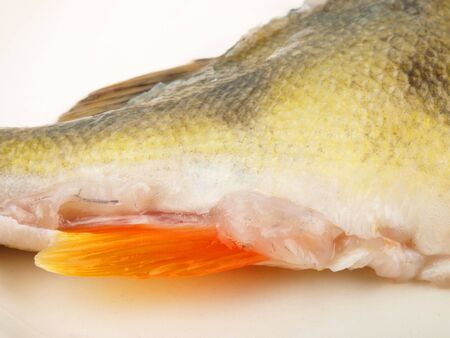 Fresh fish close up on white backgroundの写真素材