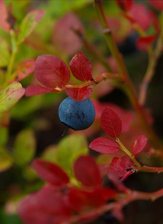 Blueberry in natureの写真素材