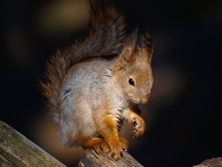 Red squirrelの写真素材