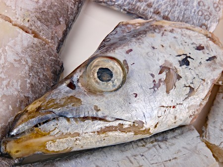 Fresh Conger fishの写真素材