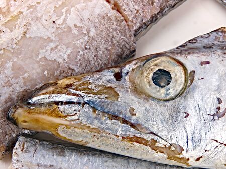 Fresh Conger fishの写真素材