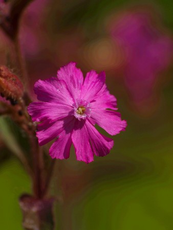 Spring flowerの写真素材