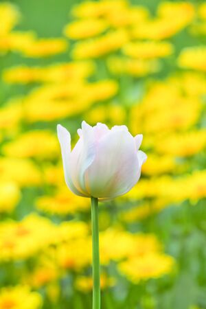 Rosa tulip with yellow flowers in the backgroundの写真素材