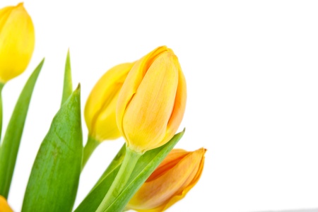 yellow tulips close up on white backgroundの写真素材