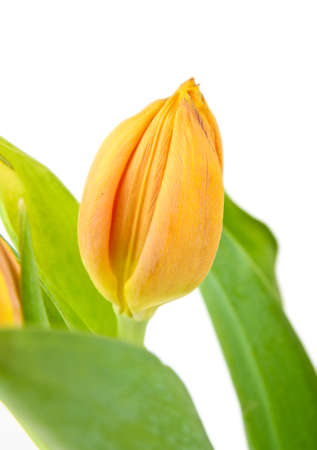 Tulip close up on white background. Green leafes in frontの写真素材