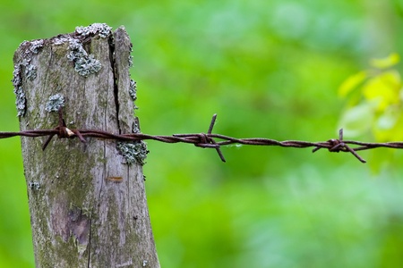 pole with barbed wire. Green leaves in the backgroundの写真素材