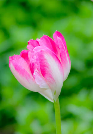 Tulip. close up with green leaves in backgroundの写真素材