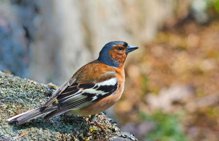 Chaffinch. Sitting on a rock in the forestの写真素材