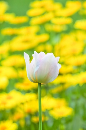 Rosa tulip with yellow flowers in the backgroundの写真素材
