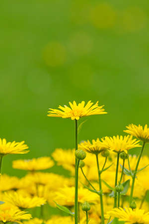 Chrysanthemum close up on green backgroundの写真素材