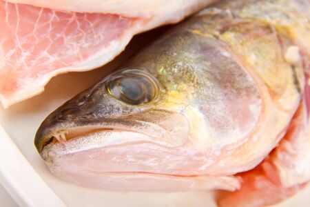 Pike perch. Close up on a plate. Raw fish. White backgroundの写真素材