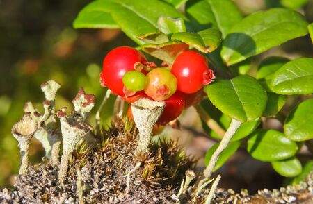 cranberries wild in the forestの写真素材
