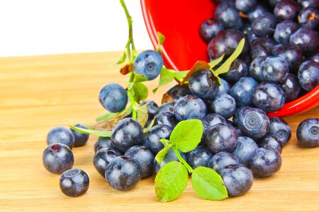 Blue berries in the forestの写真素材