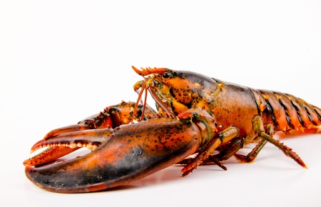 Fresh live lobsterの写真素材