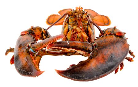 Fresh live lobsterの写真素材