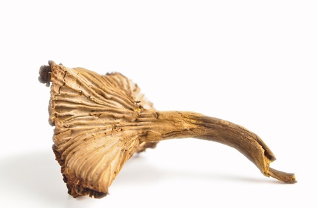 dried mushroom. Close up on white backgroundの写真素材